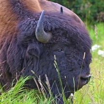 Bison Canada