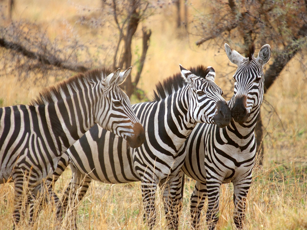Zebras