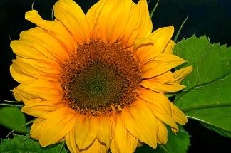 Yellow Sunflower01jpg