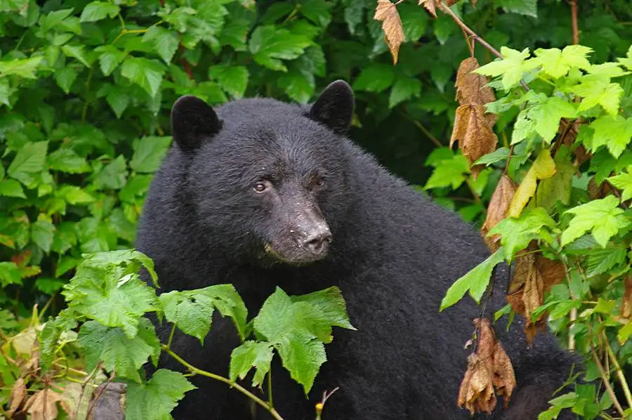 Black Bear - Vancouver Island, Canada
