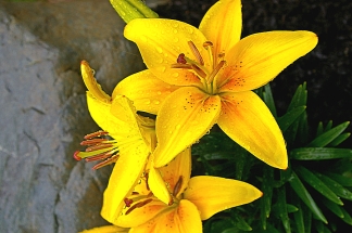 Yellow Lily3578