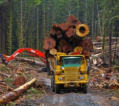Logging Truck Zeballos