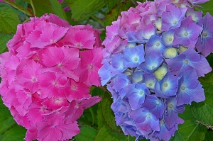 Hydrangea