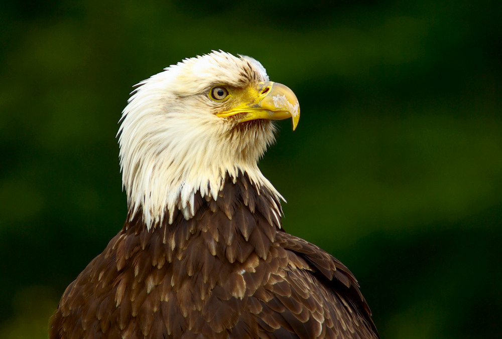 Bald Eagle, Captured at Zeballos Vancouver Island Canada.