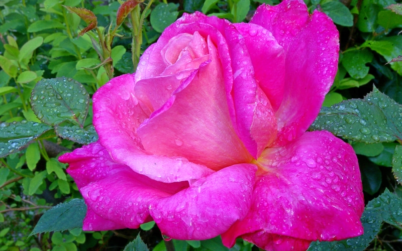 Pink Rose