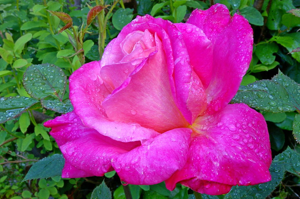 Pink Rose