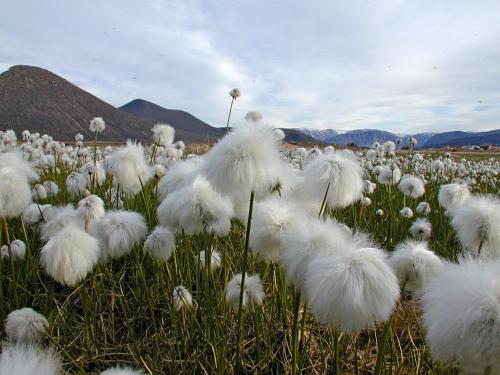 Arctic Cotton-grass